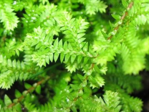 ��ҩ�Ĺ�Ч������