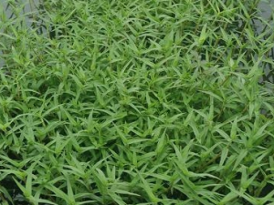 ��ë�ݵĹ�Ч������