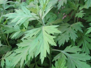 ��Ҷ�ݽ�����Щ�ô�