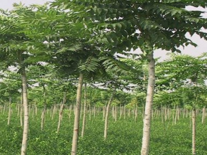 �˰�Ƥ�Ĺ�Ч������