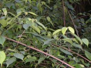 �������ƾ��Ĺ�Ч������