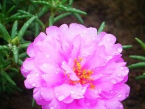 ��Ҷ�����Ĺ�Ч������