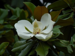 �������Ĺ�Ч������