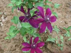 ��Ҷ�������Ĺ�Ч������