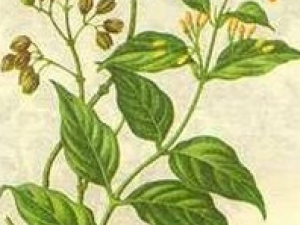 �ϳ��ݵĹ�Ч������