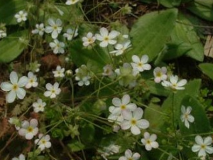 ��ԭ���÷�Ĺ�Ч������