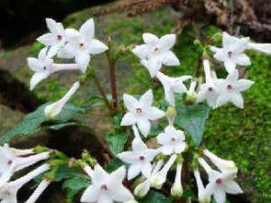 �ع�ݸ��Ĺ�Ч������