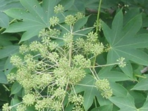 ��鱾��Ĺ�Ч������