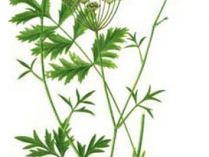 ��Ҷ���۵Ĺ�Ч������