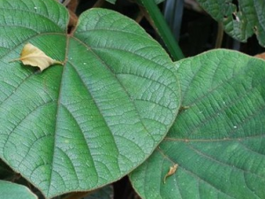 ������Ĺ�Ч������