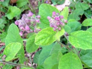 �����Ĺ�Ч������