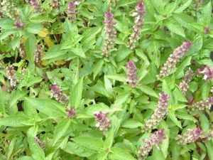 �������յĹ�Ч������