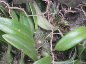 �ݰ�ʯ�����Ĺ�Ч������