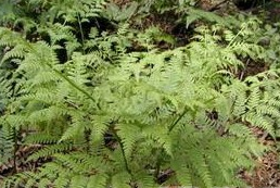 ��Ҷ���ڱ߲ݵĹ�Ч������