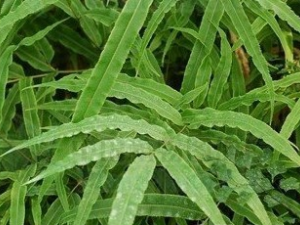 ��β����ާ�Ĺ�Ч������