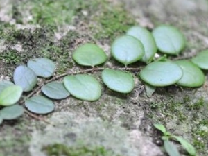 �������Ĺ�Ч������