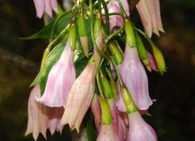 ����ƵĹ�Ч������