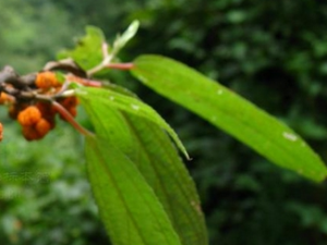 ��������Ĺ�Ч������