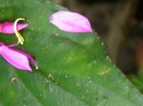 ����䶷�ݵĹ�Ч������