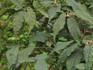 ��ü�Ͻ�ţ�Ĺ�Ч������