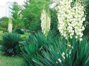 ��β���Ĺ�Ч������