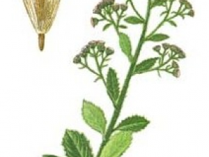 ��ͷ�ݵĹ�Ч������