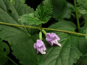 �����յĹ�Ч������