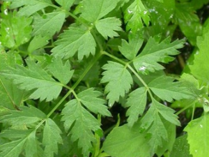 ��������۵Ĺ�Ч������