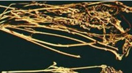 ��Ҷ����ݸ��Ĺ�Ч������