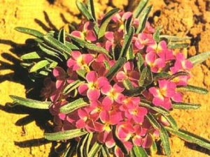 ��ԭ�β�ӵĹ�Ч������