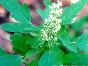 ���y�ӵĹ�Ч������