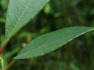 ��������Ĺ�Ч������