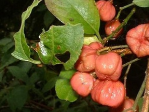 ��˿��ì���Ĺ�Ч������