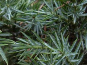 ��ɽ�صĹ�Ч������