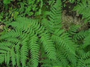 ��Ҷ�����ߵĹ�Ч������