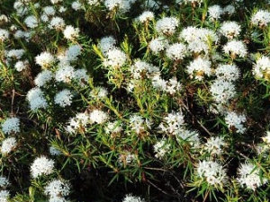 ����Ĺ�Ч������