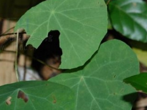 �ز��ݵĹ�Ч������