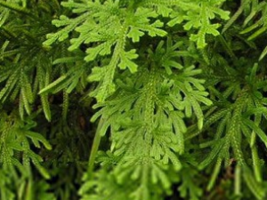 ��ާ���Ĺ�Ч������