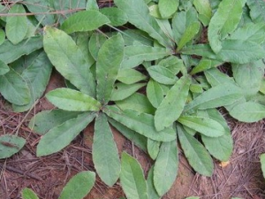 �ص��ݵĹ�Ч������