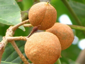 ����Ĺ�Ч������