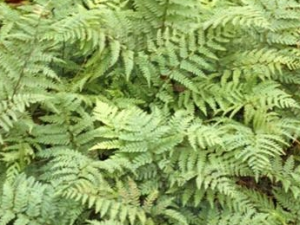 ��ë���ާ�Ĺ�Ч������