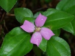 ��ͷ��Ĺ�Ч������