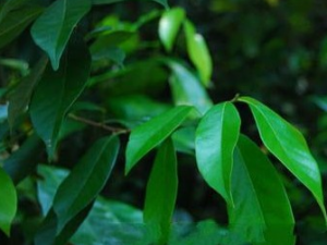 ����ʯ�¸��Ĺ�Ч������