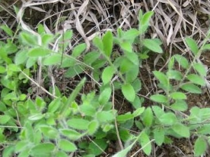 ��һ���ݵĹ�Ч������