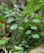 ���ǽڵĹ�Ч������