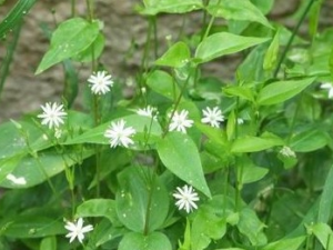 ���緱�ƵĹ�Ч������