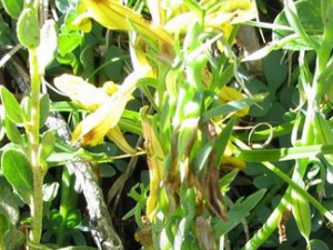 �ֹ������Ĺ�Ч������