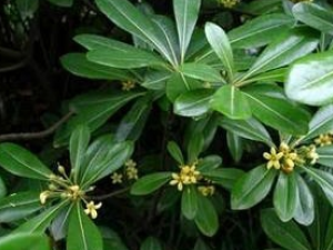 ��Ѽ��ľ�Ĺ�Ч������