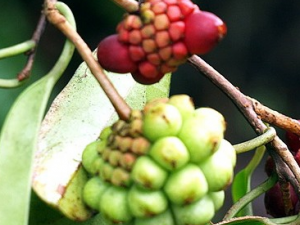 ���Ÿ��Ĺ�Ч������