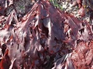 ���ϲ˵Ĺ�Ч������